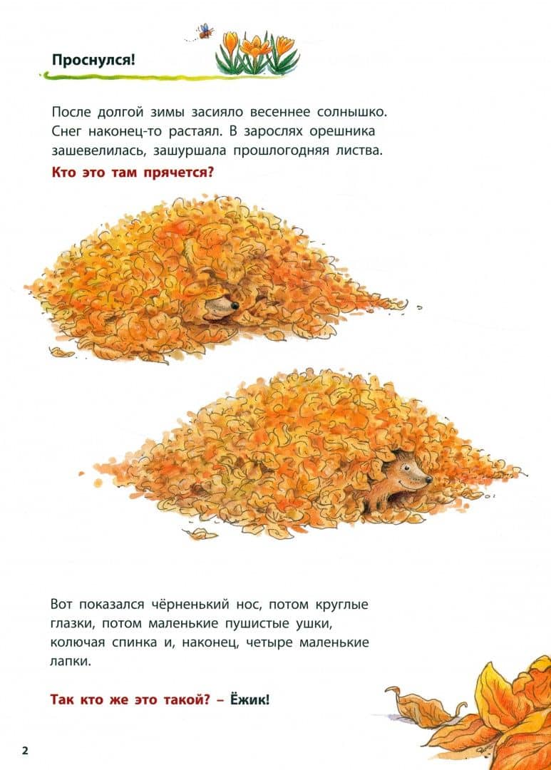 Как живут ёжики. Познавательные истории — Фридерун Райхенштеттер (3)