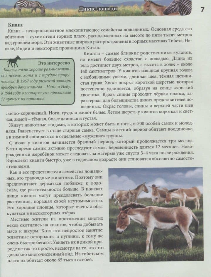 Лошади. Энциклопедия — Леся Калугина (3)