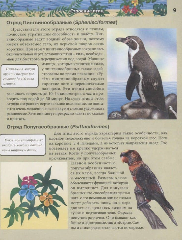Птицы. Энциклопедия (3)