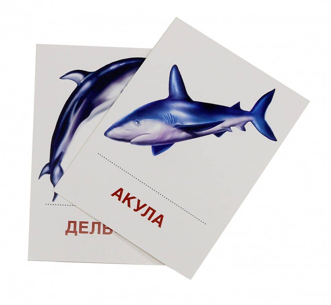 Раздаточные карточки "Мир морей" (16 штук) (2)