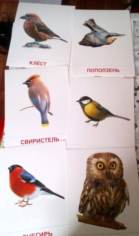Демонстрационные картинки Зимующие птицы, 16 картинок (3)