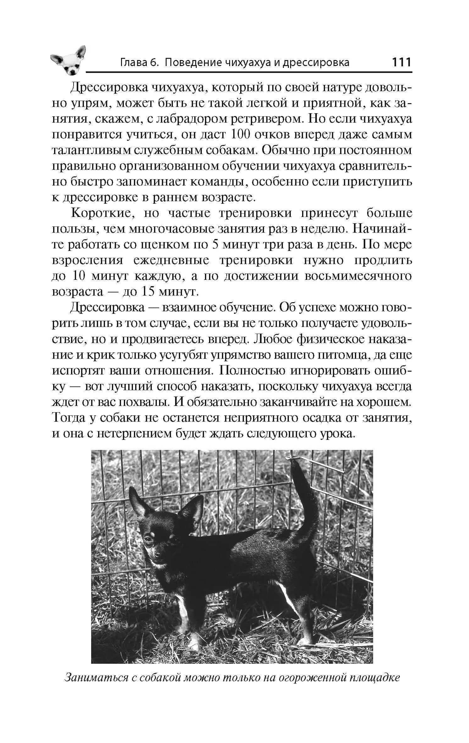 Чихуахуа. Любимцы на ладони — Тэмми Джэн (3)