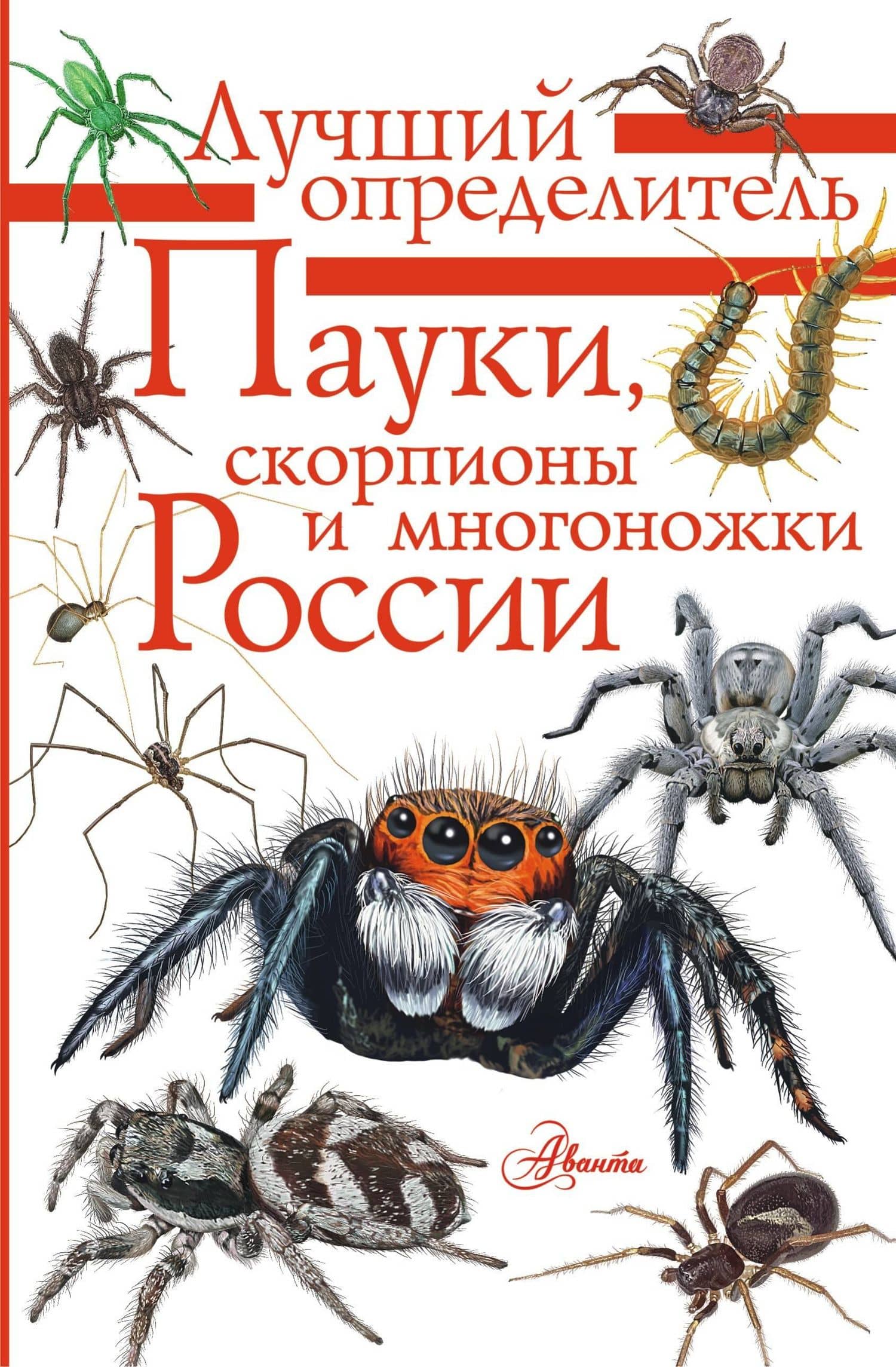 Пауки, скорпионы и многоножки России — Илья Алексеевич Гомыранов