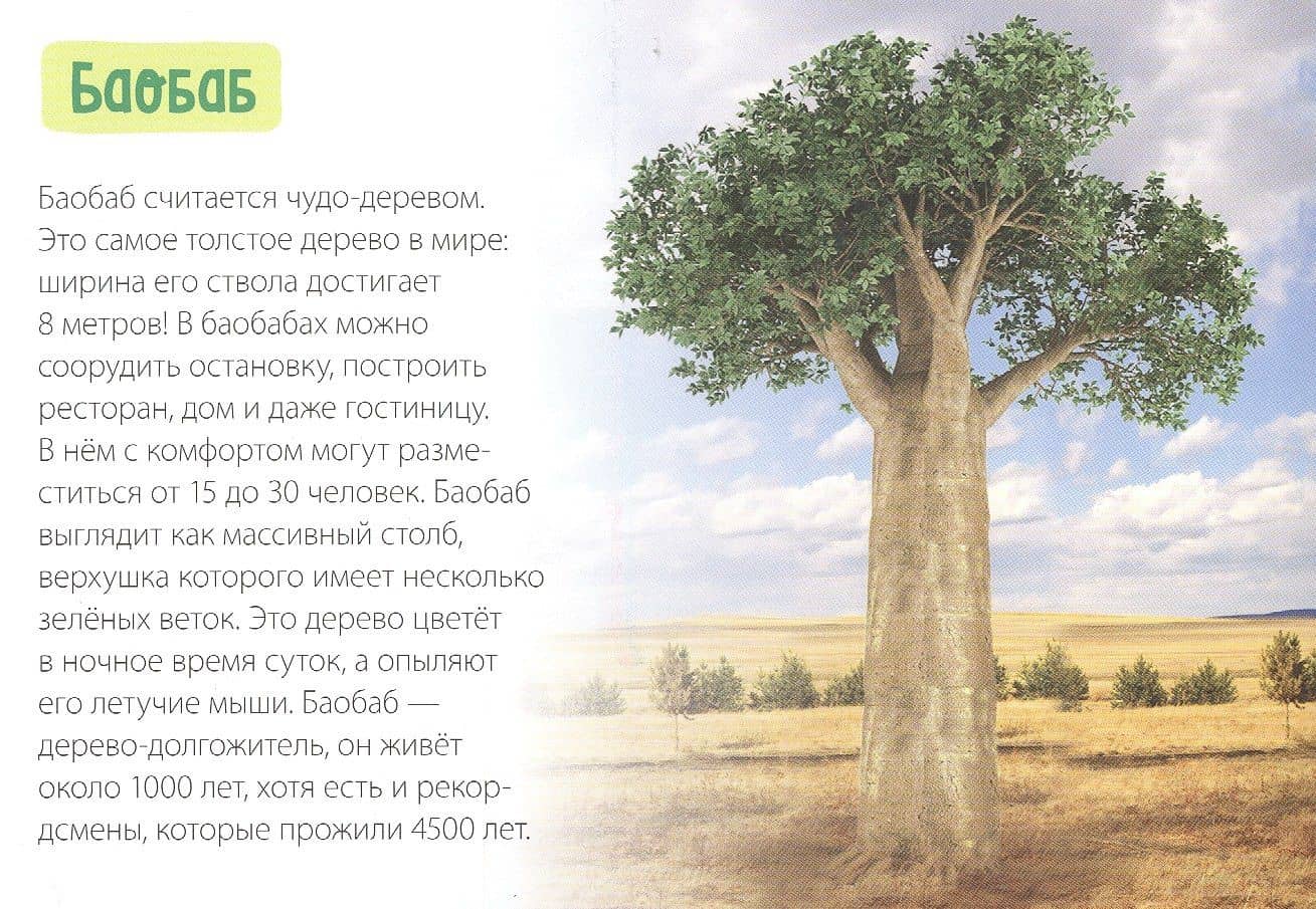 Обучающая книга «Деревья» (2)
