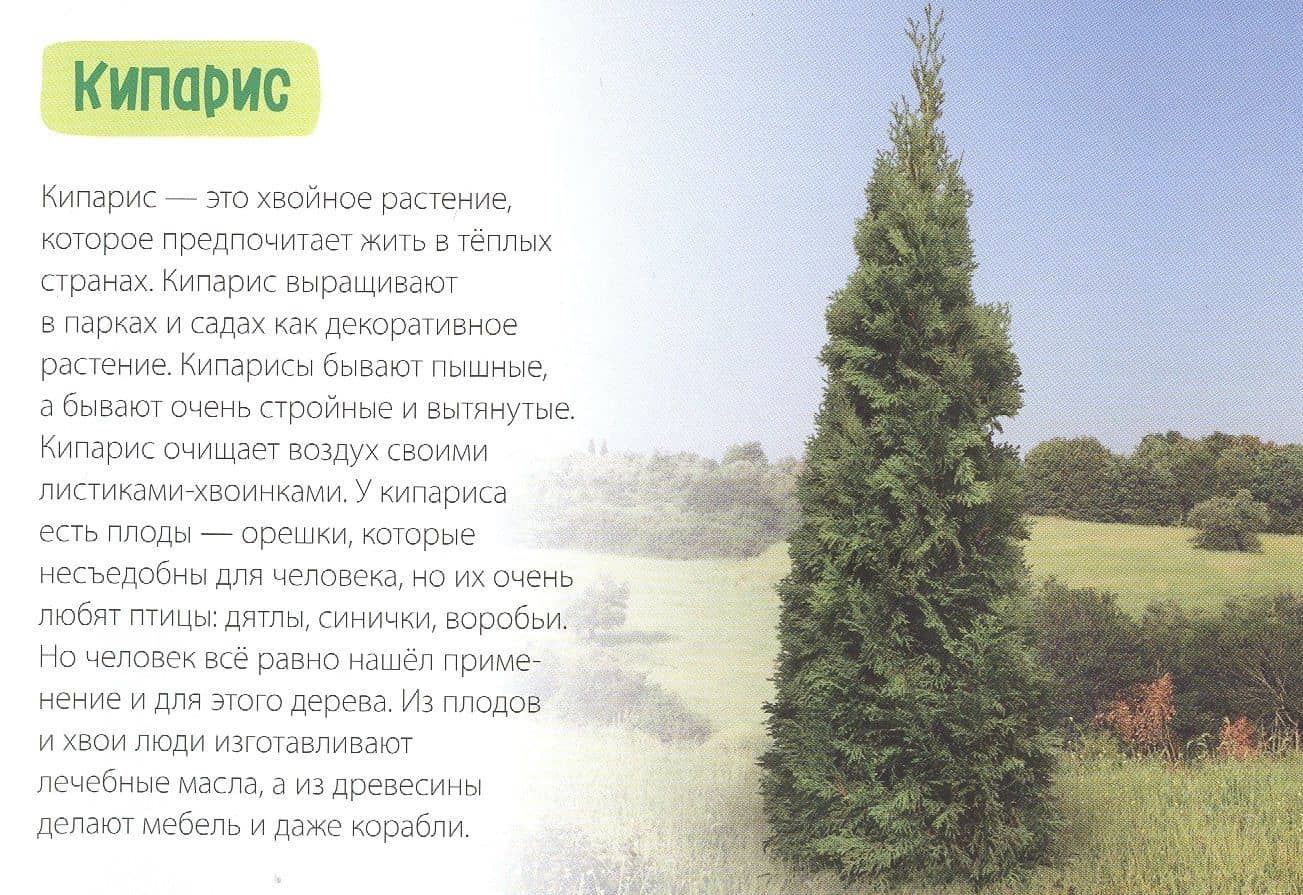 Обучающая книга «Деревья» (3)