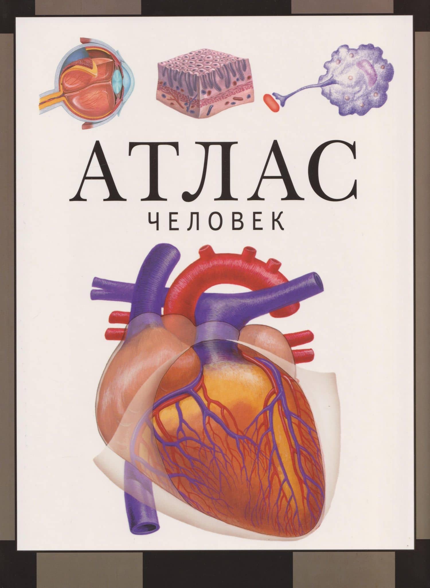 Человек. Атлас